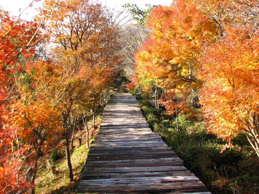 伊豆の国パノラマパークの紅葉