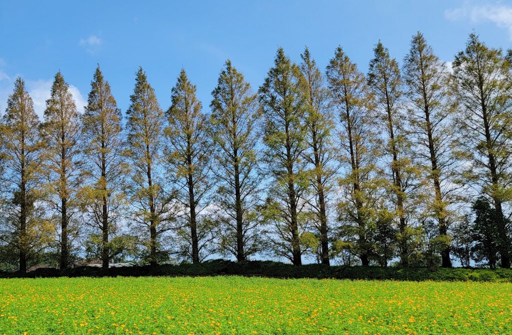 生駒高原
